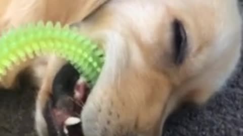 Golden Retriever falls asleep with toy in mouth