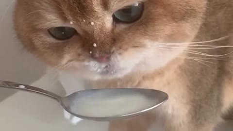 The way cat is drinking milk...melt my heart ❤️