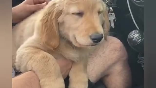 Funny and cute dogs, in love with dogs and cats and animals.