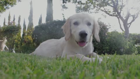 Labrador laying on the grass