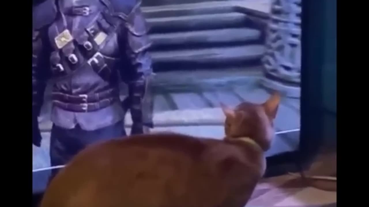 Funniest Cats Expression Video