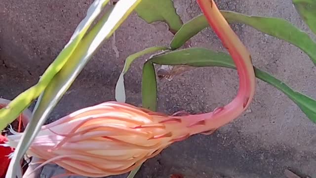 Flower you never seen before...brahma kamal flower