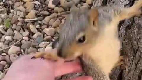 He helped a little squirrel and this happened 🥺❤️ #shorts #WeLoveAnimals