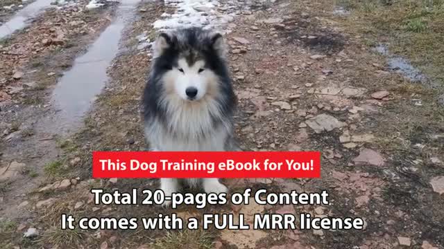 How To Teach Dog Training eBook Dog Training Tips and Tricks in English