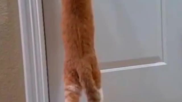 Sleepy kitty naps in hilariously awkward position