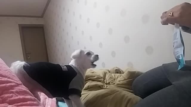 Dog learned how to WAIT.