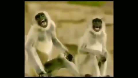 Monkey laughing mame