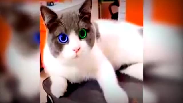 Baby cute cat and fuuny cat video#justcool