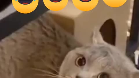 Angry cute cat video