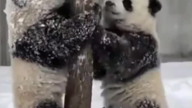 Cute cute panda