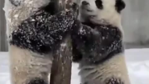 Cute cute panda