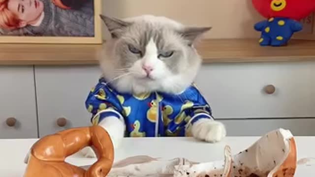 Cooking Cat