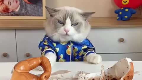 Cooking Cat