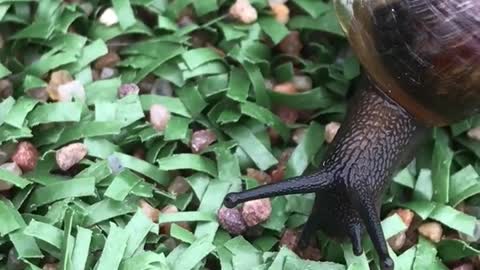 Amazing pattern on snail