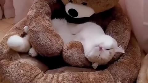 Cute And Funny Cats 😍😍😅😅 #viral #shorts #reels #cat #cats #pets #catsshare