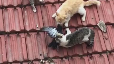 Cats fighting on the top