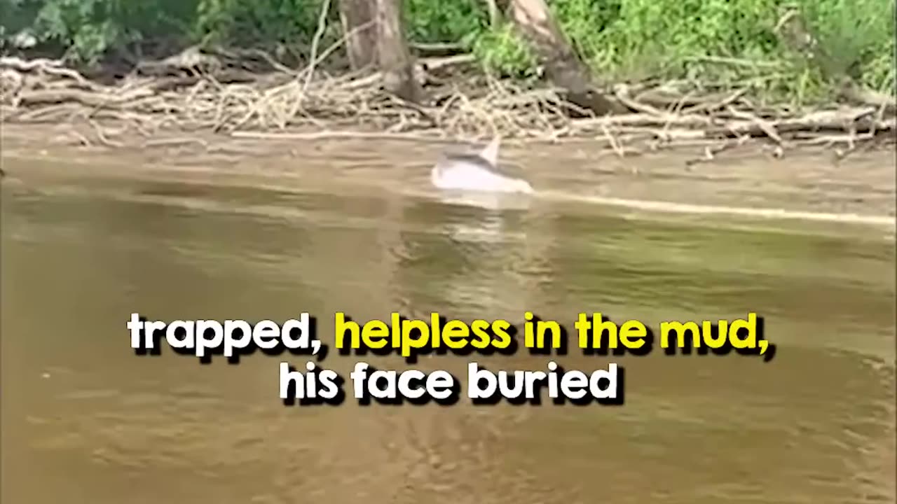 Man saves dolphin