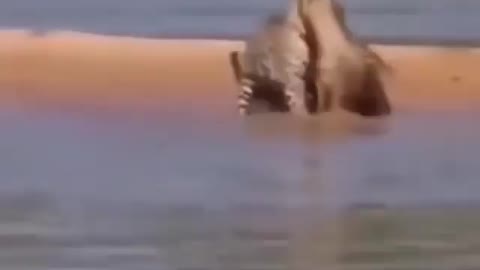 The behavior of wild animals that make you happy and excited