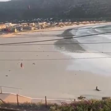 Angry seal attack woman