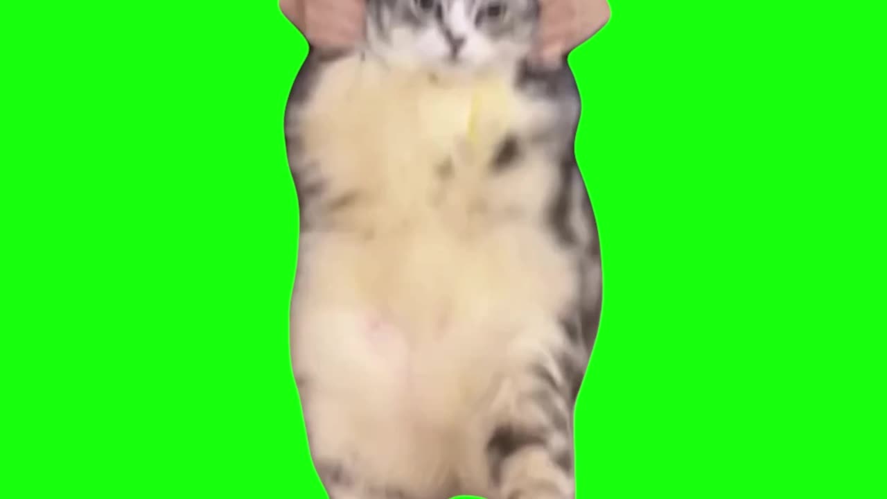 Cat Dances to Girlfriend | Green Screen