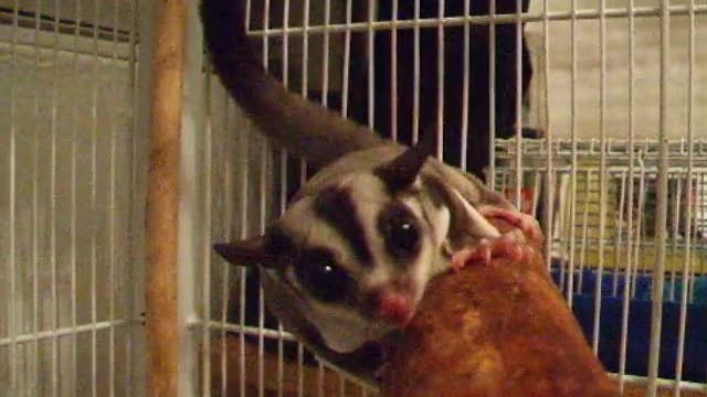 Sugar glider barking