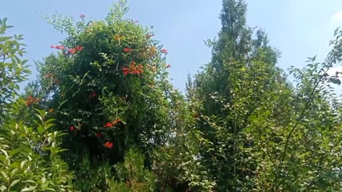 tree full of flowers