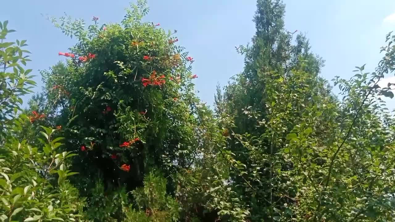 tree full of flowers