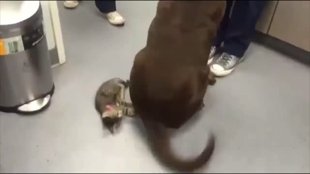 adorable cat try to catch tail of dog.