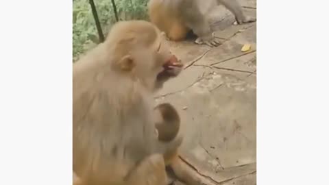 Funny animal videos Funniest animals monkey and dog video 2022