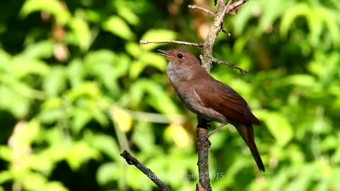 #singing nightingale#