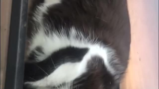 Ziggy the cat is Felix the cat has a bag of tricks to share