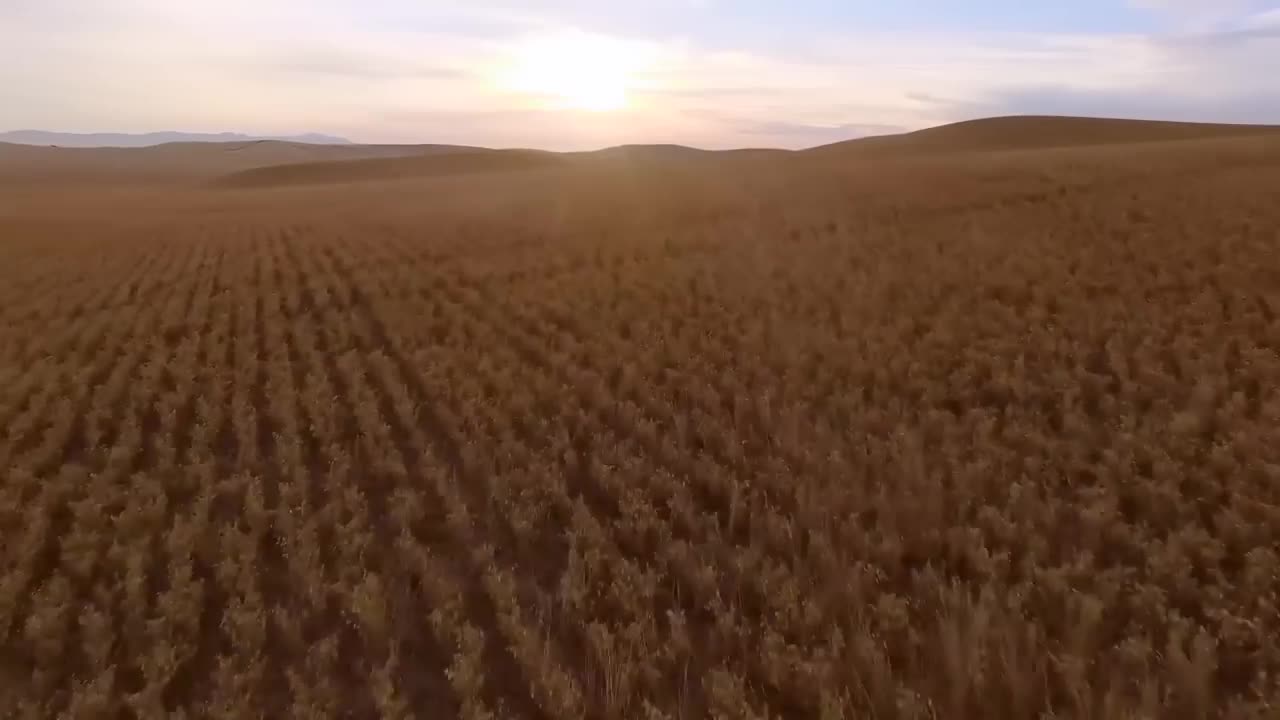 MODERN AGRICULTURE OF CHICKPEAS ARABIC BEANS ACTUALLY HOW TO PROCESS THEM