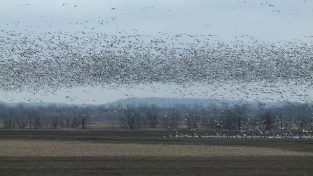 Snow Geese Migration - Snow Motion