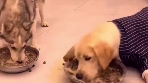 Very hungry dog