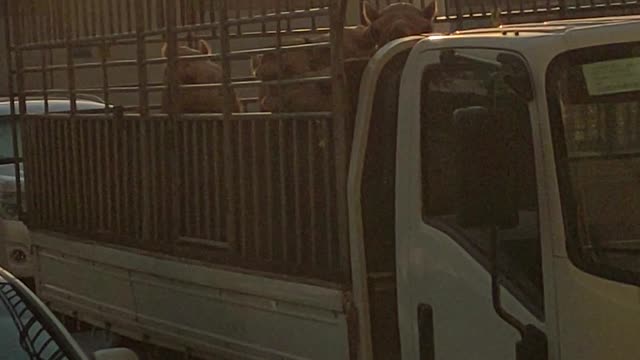 Camels in Al Ain UAE