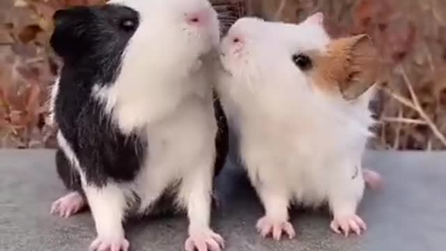 Lady and the Tramp Guinea Pig Edition Too Cute