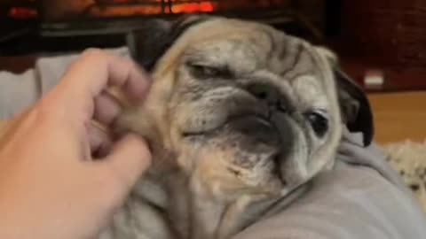 Comfy pug Dog