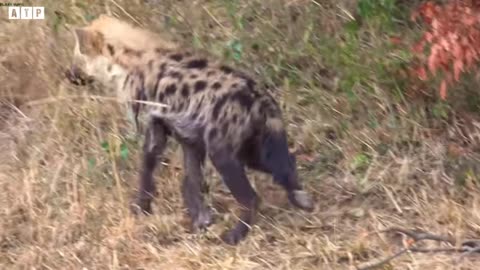 Lion And Hyena