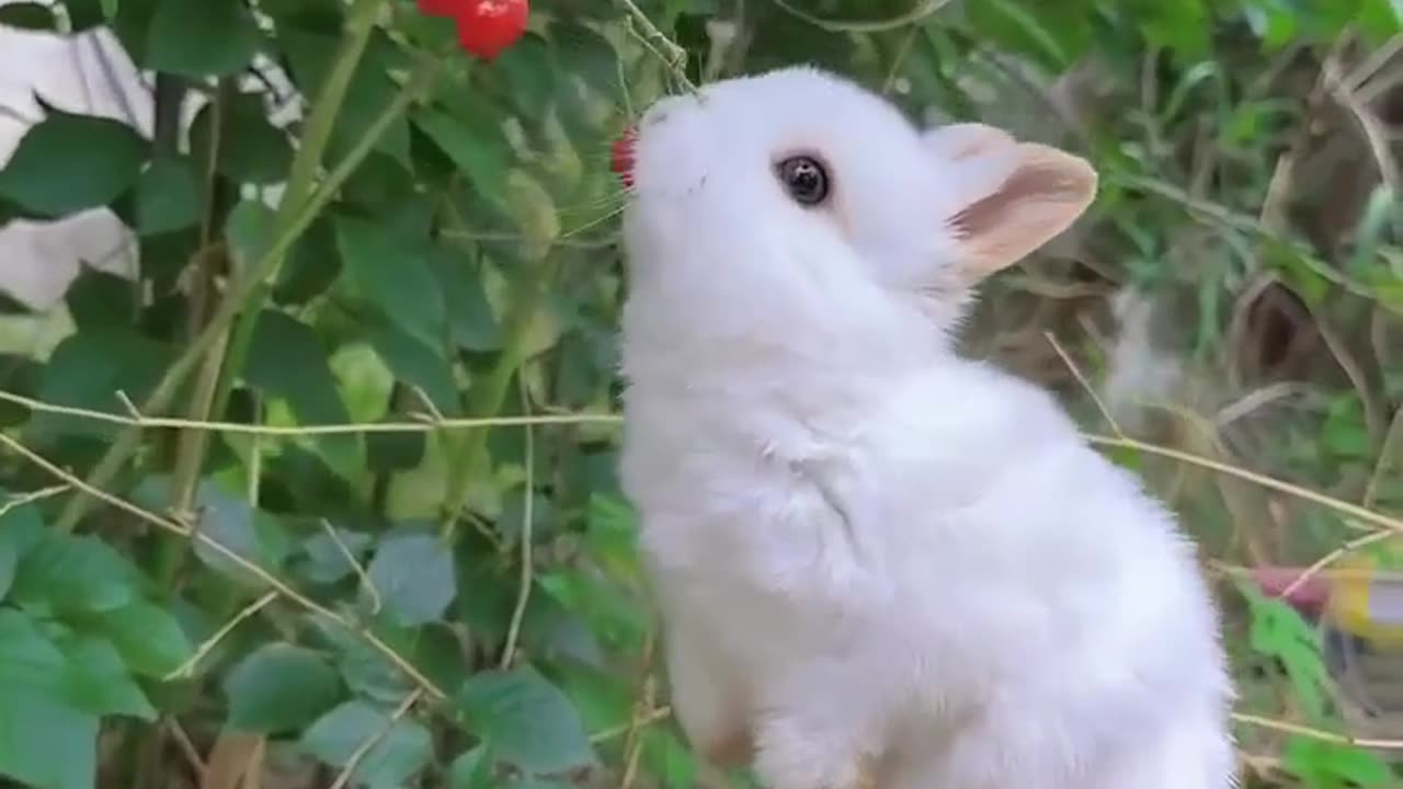 "Floppy Ears and Furry Friends: The Rabbit Chronicles"