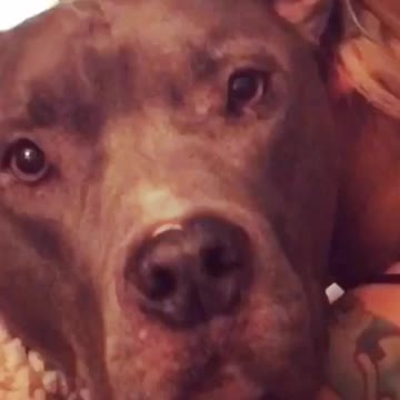 The Chillest Dog Ever