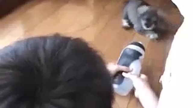 Funny Puppies Funny Miniature Schnauzer Dog Bark