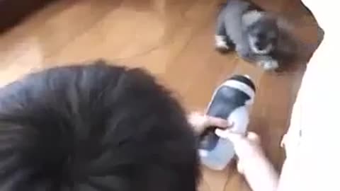 Funny Puppies Funny Miniature Schnauzer Dog Bark