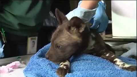 Painted African Dog pups_Cut.mp4