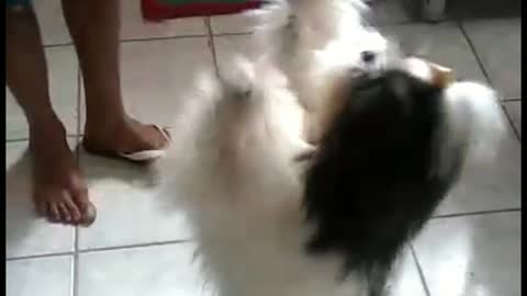 Shih-tzu dancing