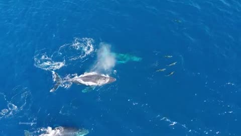 Humpback whale - the largest creature on Earth