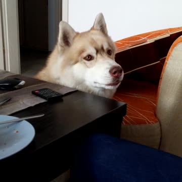 Husky parlante pelea por unos panqueques