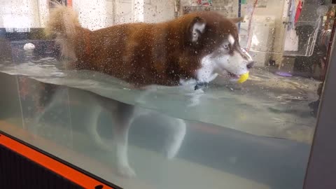 Husky lleva a su patito a su sesión de terapia física