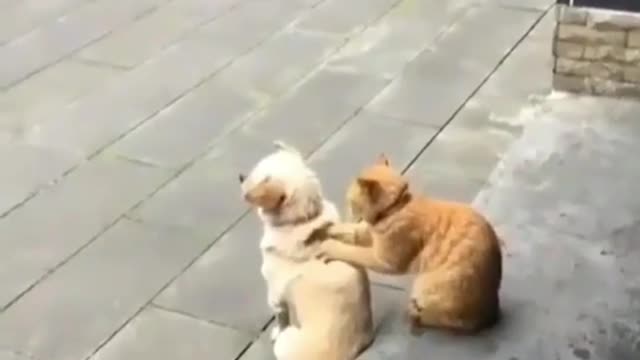 cat and dog friend