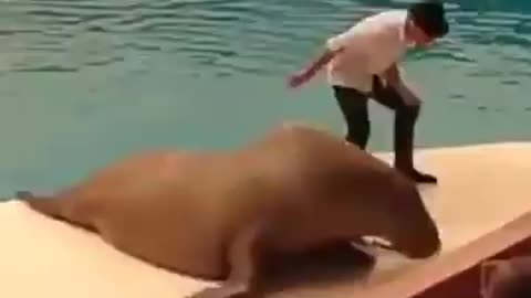 I'm a fucking walrus