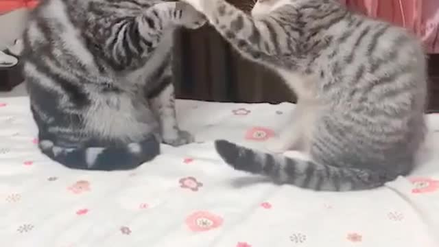 Cat playing with his brother